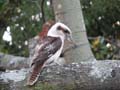 Kookaburra